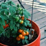 20 Foods To Grow in 5 Gallon Buckets (No Yard? No Problem!)