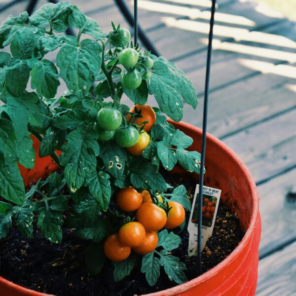 20 Foods To Grow in 5 Gallon Buckets (No Yard? No Problem!)