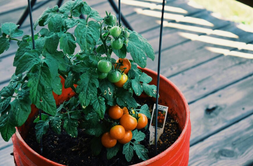 20 Foods To Grow in 5 Gallon Buckets (No Yard? No Problem!)