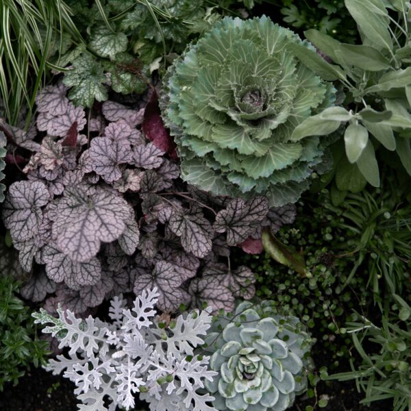 The Beginner’s Companion Planting Guide for Raised Beds (That Actually Works)