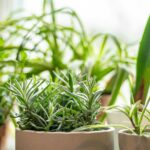 Grow More With Less: The Best Herb Pairings That Actually Work (Even in Tiny Spaces)