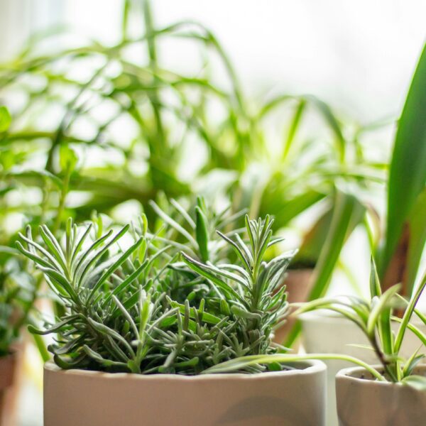 Grow More With Less: The Best Herb Pairings That Actually Work (Even in Tiny Spaces)