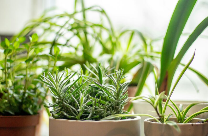 Grow More With Less: The Best Herb Pairings That Actually Work (Even in Tiny Spaces)
