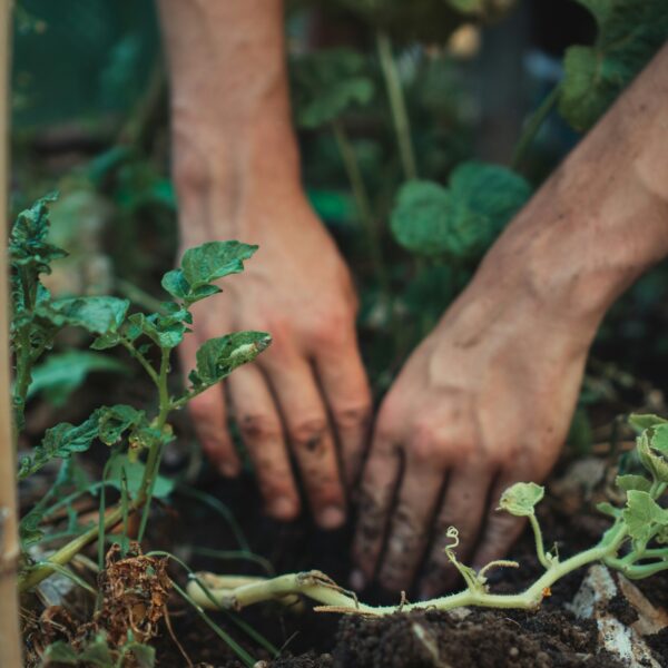 8 Gardening Hacks That Save Busy People Real Time and Money