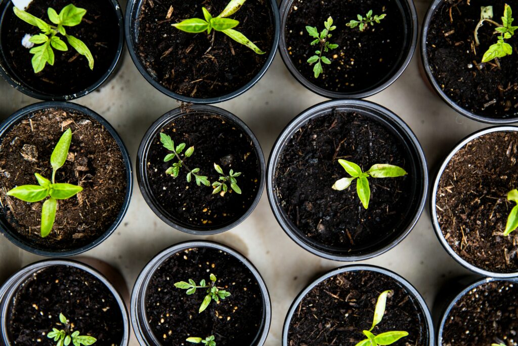 Your Complete Seed Starting Checklist: Everything Beginners Need to Grow Big From Tiny Seeds