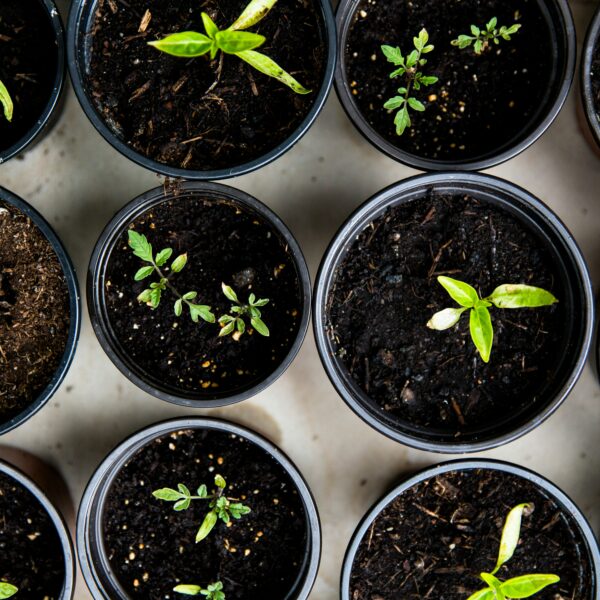 Your Complete Seed Starting Checklist: Everything Beginners Need to Grow Big From Tiny Seeds