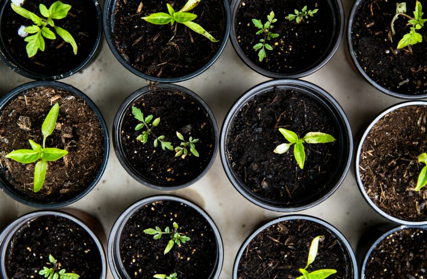 Your Complete Seed Starting Checklist: Everything Beginners Need to Grow Big From Tiny Seeds