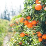 The Fastest Growing Fruit Trees You Can Start This Season