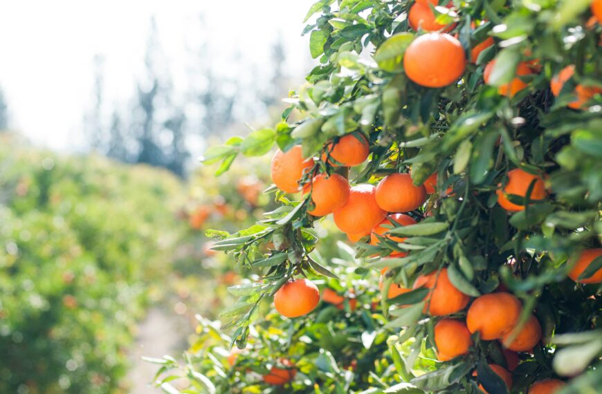 The Fastest Growing Fruit Trees You Can Start This Season
