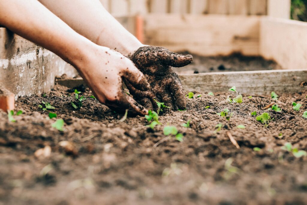 Gardening for Beginners: How to Start Your First Garden (A Practical, Beginner-Friendly Guide That Actually Works)