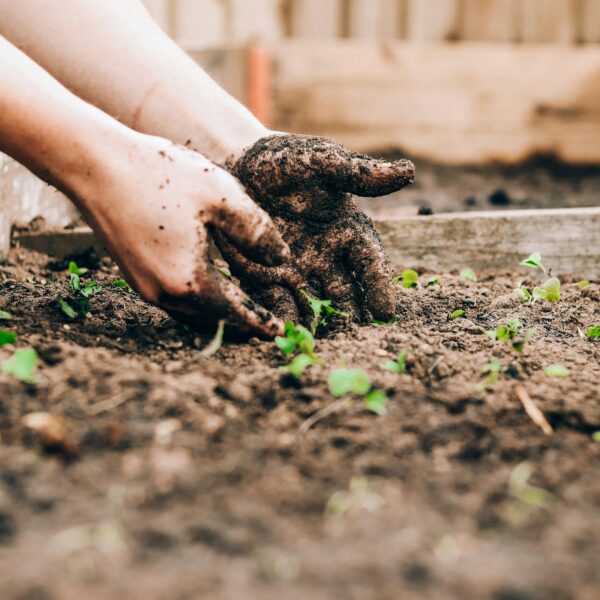Gardening for Beginners: How to Start Your First Garden (A Practical, Beginner-Friendly Guide That Actually Works)