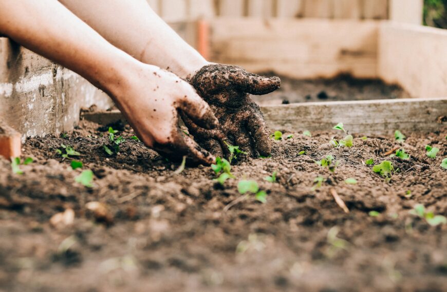 Gardening for Beginners: How to Start Your First Garden (A Practical, Beginner-Friendly Guide That Actually Works)