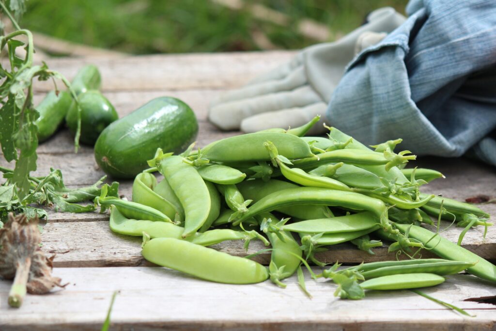 Organic Gardening for Beginners: The Complete Guide from Seed to Table