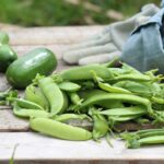 Organic Gardening for Beginners: The Complete Guide from Seed to Table