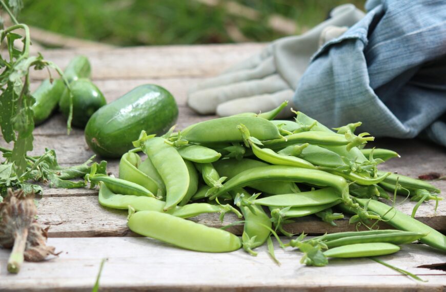 Organic Gardening for Beginners: The Complete Guide from Seed to Table