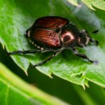Natural Pesticides for Garden: Safe Homemade Sprays for Healthy Plants