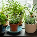 Indoor Herb Garden Ideas for Fresh Herbs All Year Long