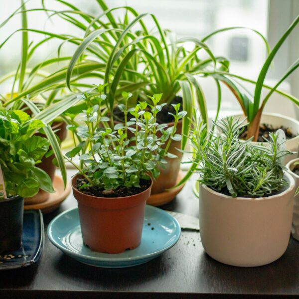 Indoor Herb Garden Ideas for Fresh Herbs All Year Long