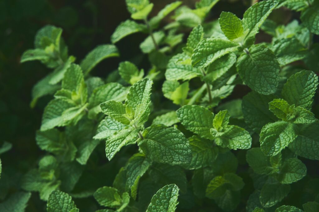 Medicinal Herb Garden Ideas: 15 Useful Plants You Can Grow at Home Without Spending Much