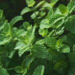 Medicinal Herb Garden Ideas: 15 Useful Plants You Can Grow at Home Without Spending Much