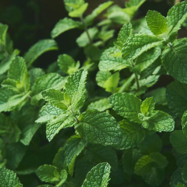 Medicinal Herb Garden Ideas: 15 Useful Plants You Can Grow at Home Without Spending Much