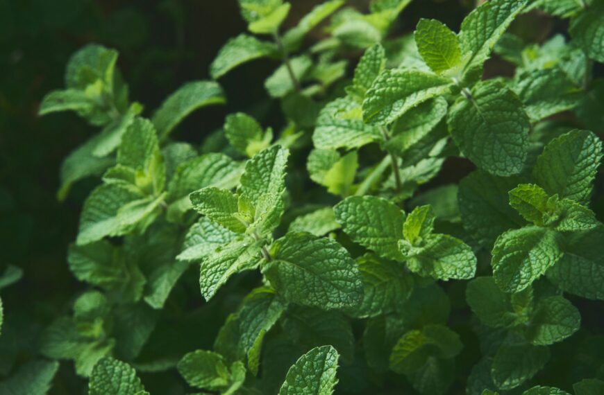 Medicinal Herb Garden Ideas: 15 Useful Plants You Can Grow at Home Without Spending Much