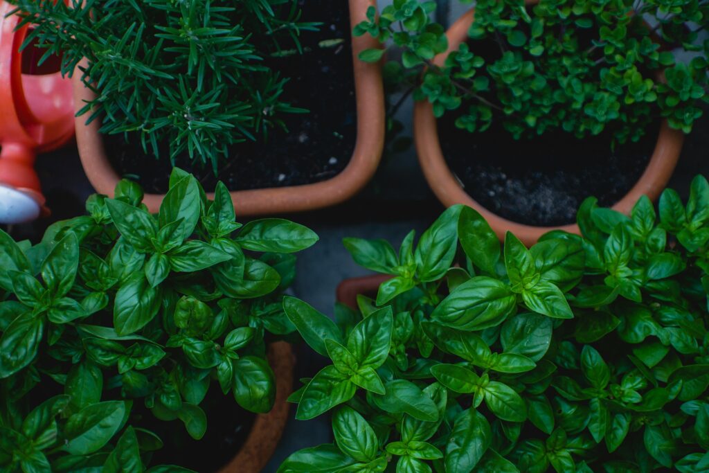 Herb Garden Kit for Beginners: The Perfect Setup for Fresh Herbs That Doesn’t Drain Your Pockets