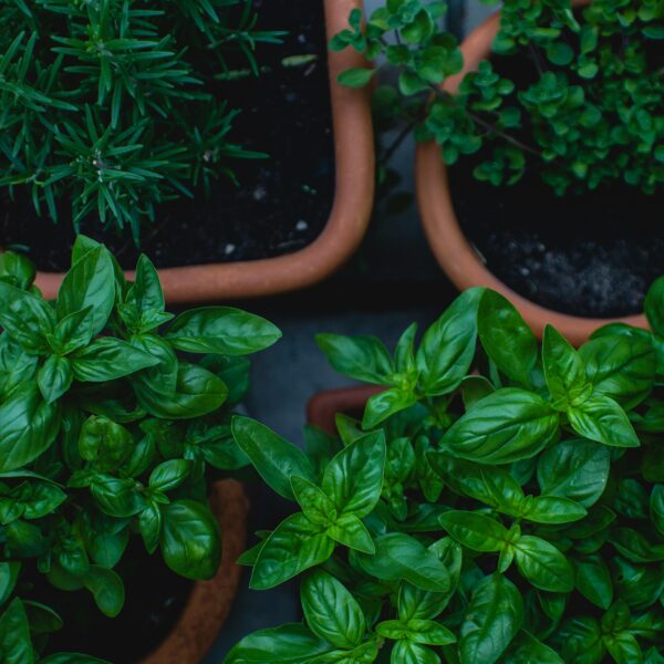 Herb Garden Kit for Beginners: The Perfect Setup for Fresh Herbs That Doesn’t Drain Your Pockets