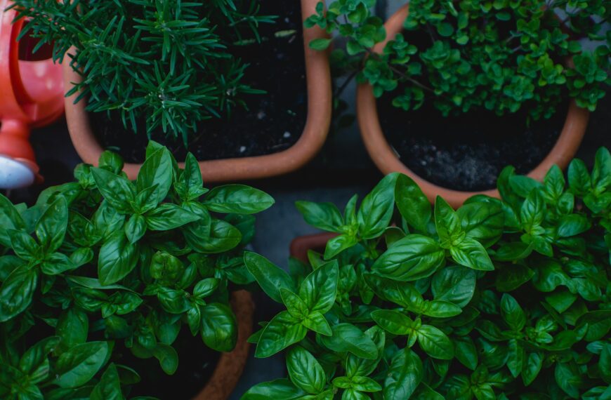 Herb Garden Kit for Beginners: The Perfect Setup for Fresh Herbs That Doesn’t Drain Your Pockets