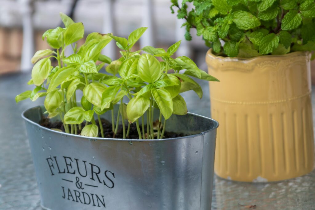 Backyard Tea Garden Ideas: 10 Easy Tea Garden Plants You Can Grow at Home