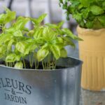 Backyard Tea Garden Ideas: 10 Easy Tea Garden Plants You Can Grow at Home