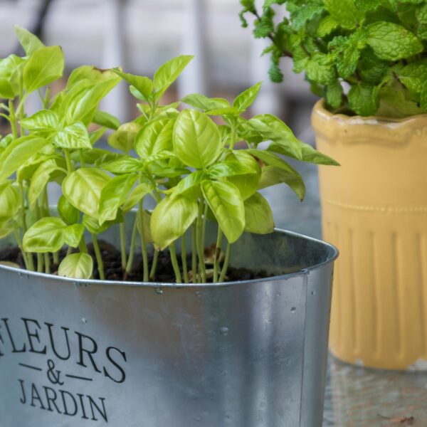 Backyard Tea Garden Ideas: 10 Easy Tea Garden Plants You Can Grow at Home
