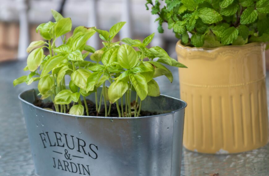 Backyard Tea Garden Ideas: 10 Easy Tea Garden Plants You Can Grow at Home