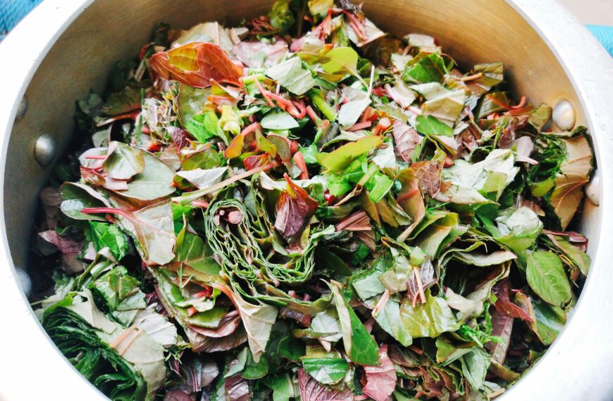 Natural Fertilizer for Plants: A Beginner-Friendly Feeding Guide for a Healthier Organic Garden