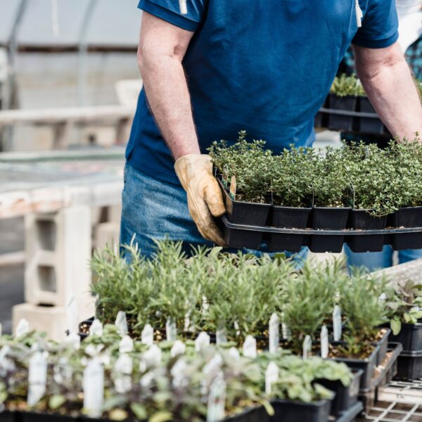 12 Smart Herb Garden Layout Ideas That Make Growing More Herbs Easier