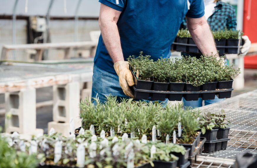 12 Smart Herb Garden Layout Ideas That Make Growing More Herbs Easier