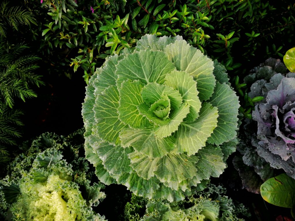 Companion Planting Mistakes to Avoid: 25 Rival Plants That Should Never Share a Garden Bed