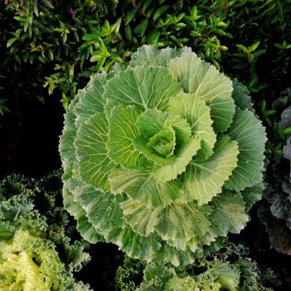 Companion Planting Mistakes to Avoid: 25 Rival Plants That Should Never Share a Garden Bed