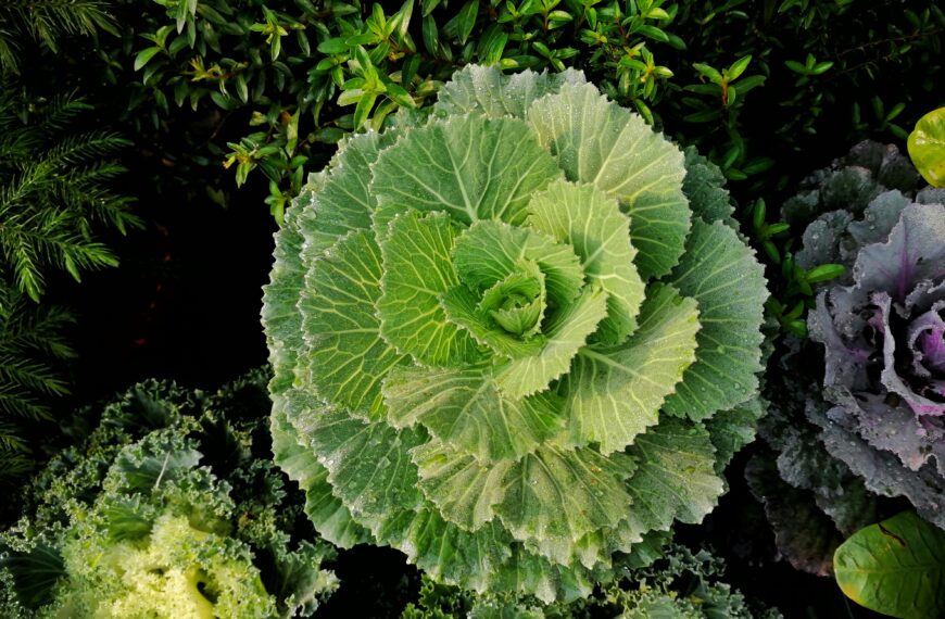 Companion Planting Mistakes to Avoid: 25 Rival Plants That Should Never Share a Garden Bed