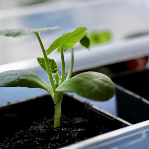 Container Gardening Made Easy: Vegetables to Grow for Every Pot Size