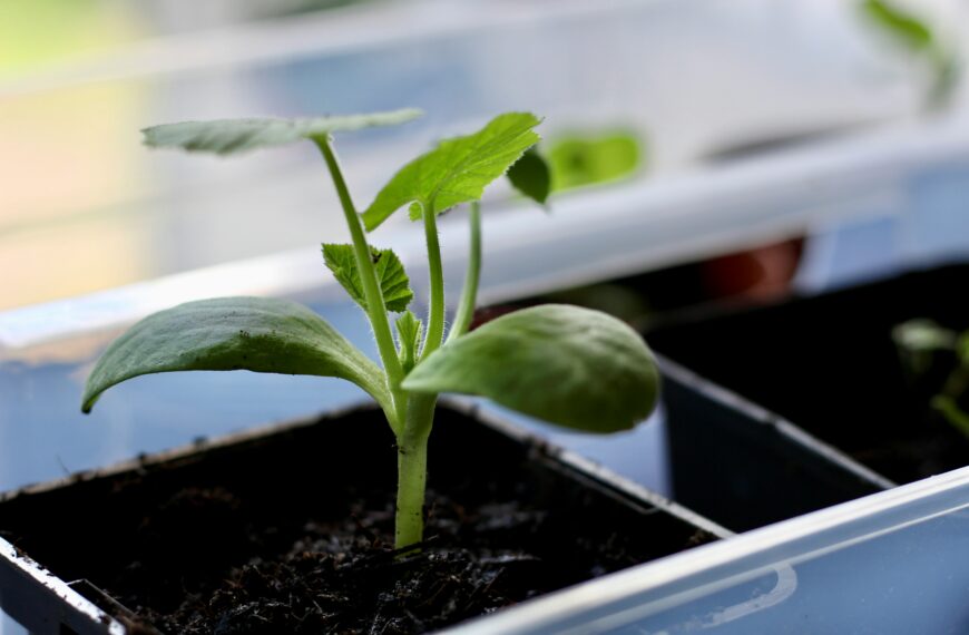 Container Gardening Made Easy: Vegetables to Grow for Every Pot Size