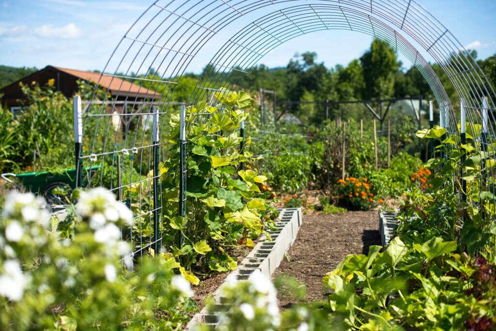 Vegetable Garden Ideas for Small Spaces: Simple Ways to Grow More Food Without a Big Backyard