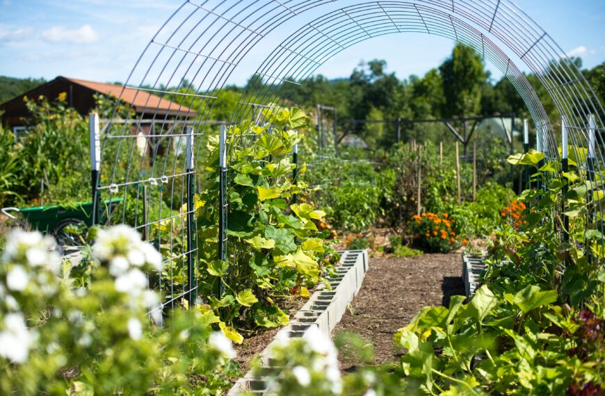 Vegetable Garden Ideas for Small Spaces: Simple Ways to Grow More Food Without a Big Backyard