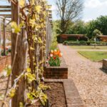 25 Best Companion Plants to Grow Together for a Healthier Garden