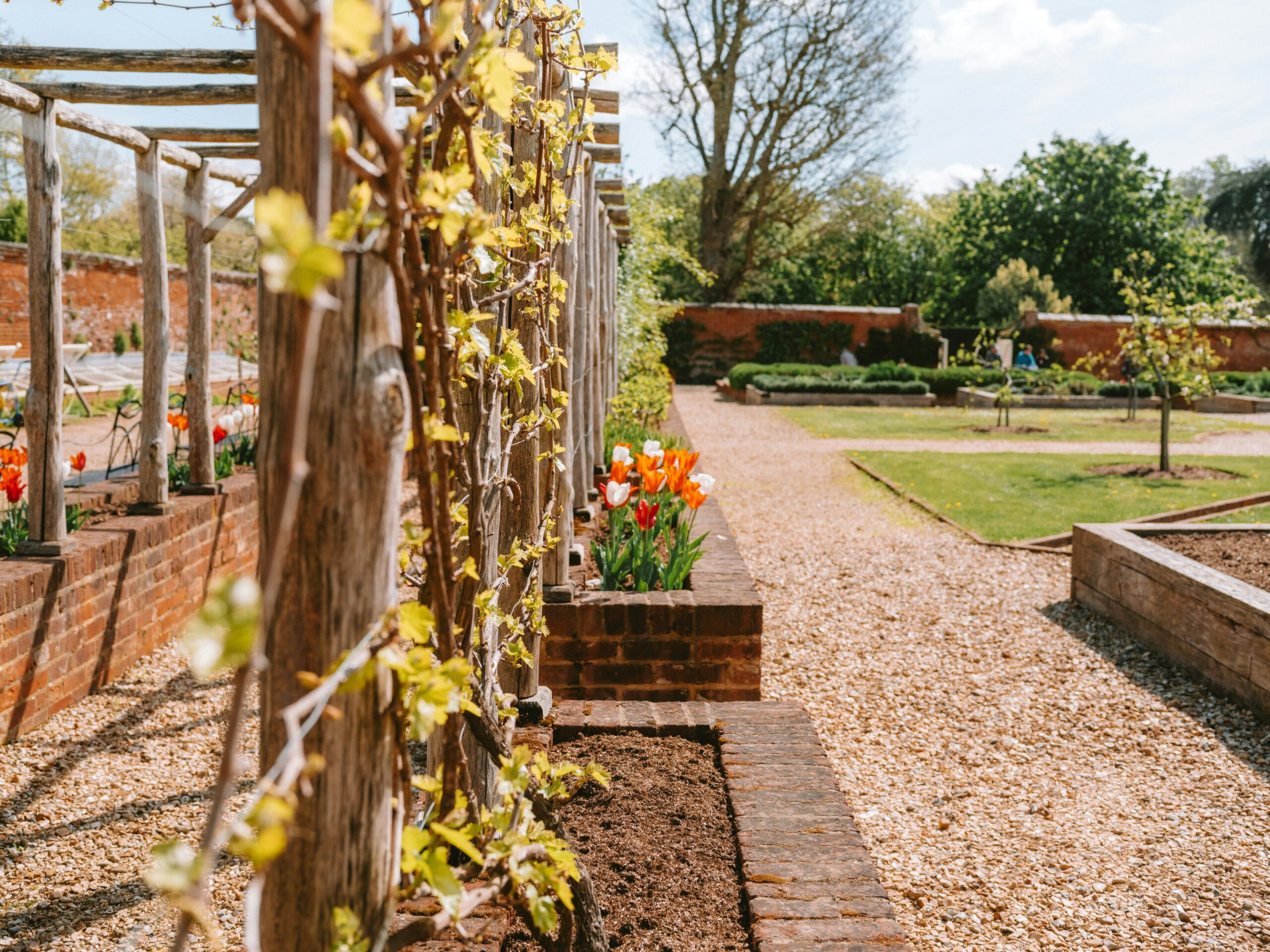 25 Best Companion Plants to Grow Together for a Healthier Garden