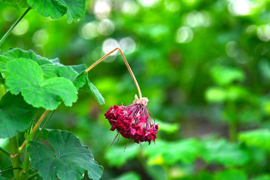 11 Signs of Overfertilizing Plants Every Gardener Should Know Before It’s Too Late
