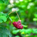 11 Signs of Overfertilizing Plants Every Gardener Should Know Before It’s Too Late