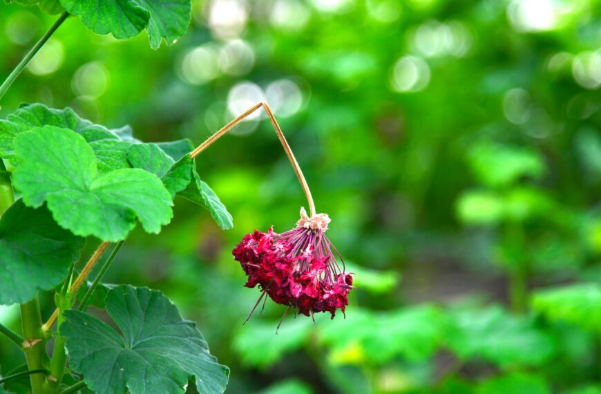 11 Signs of Overfertilizing Plants Every Gardener Should Know Before It’s Too Late
