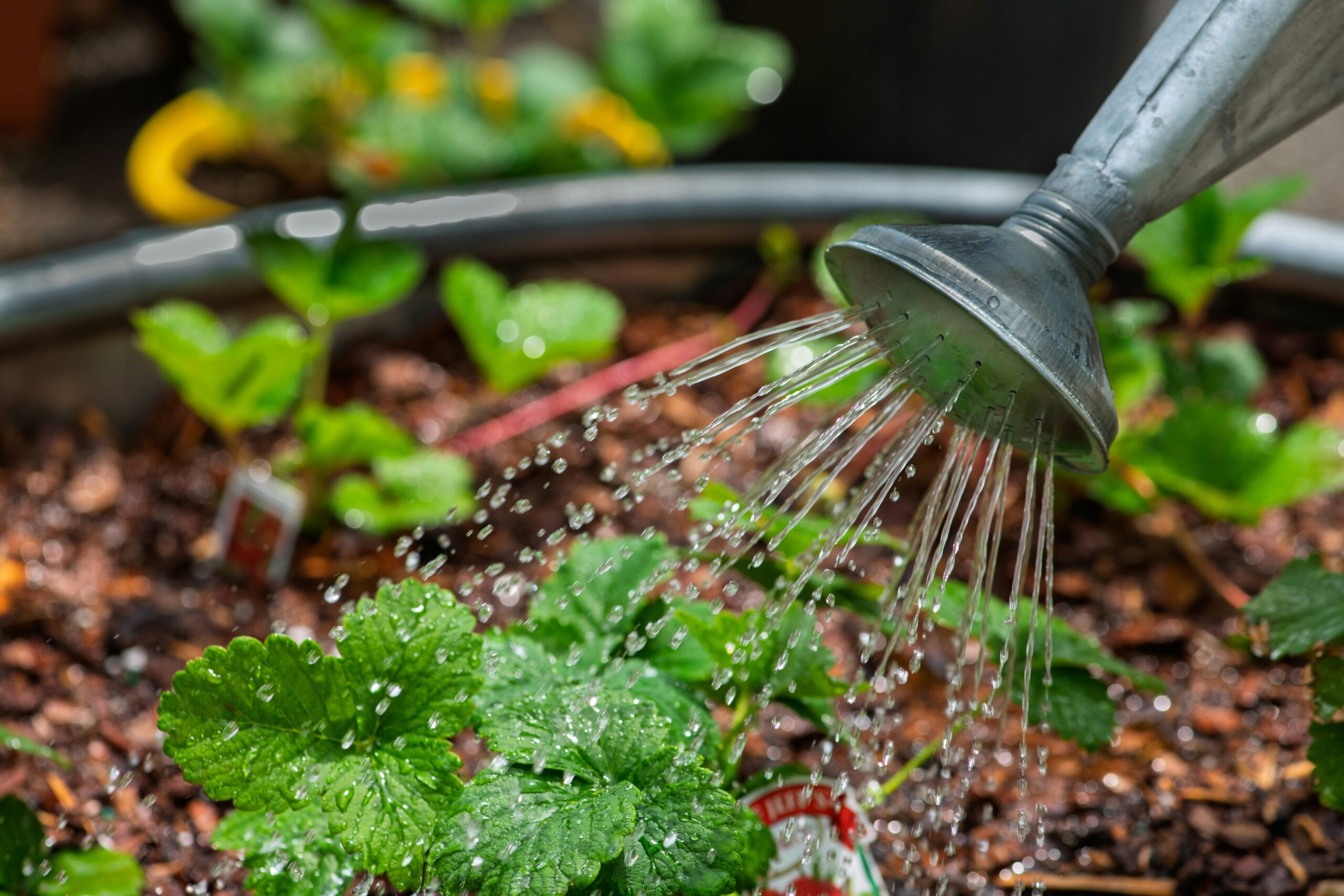 11 Signs of Overwatering Plants Every Gardener Should Know Before It’s Too Late