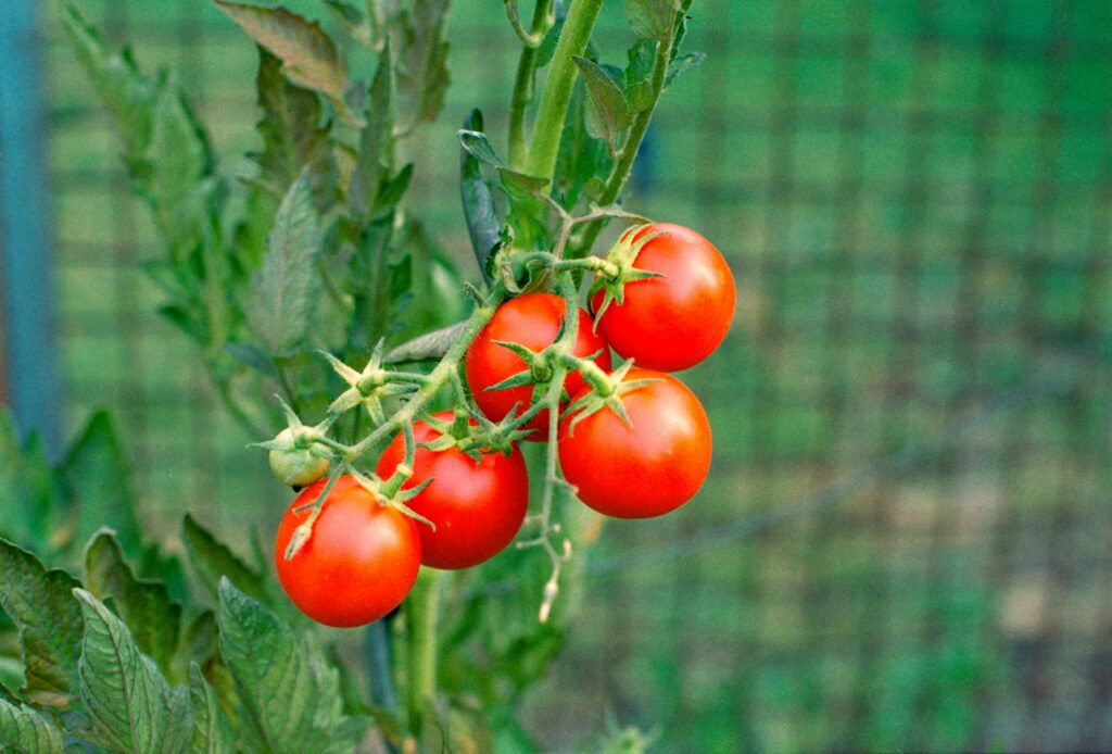 Natural Fertilizer for Tomatoes: 10 Organic Ways to Grow Sweeter and Healthier Tomatoes